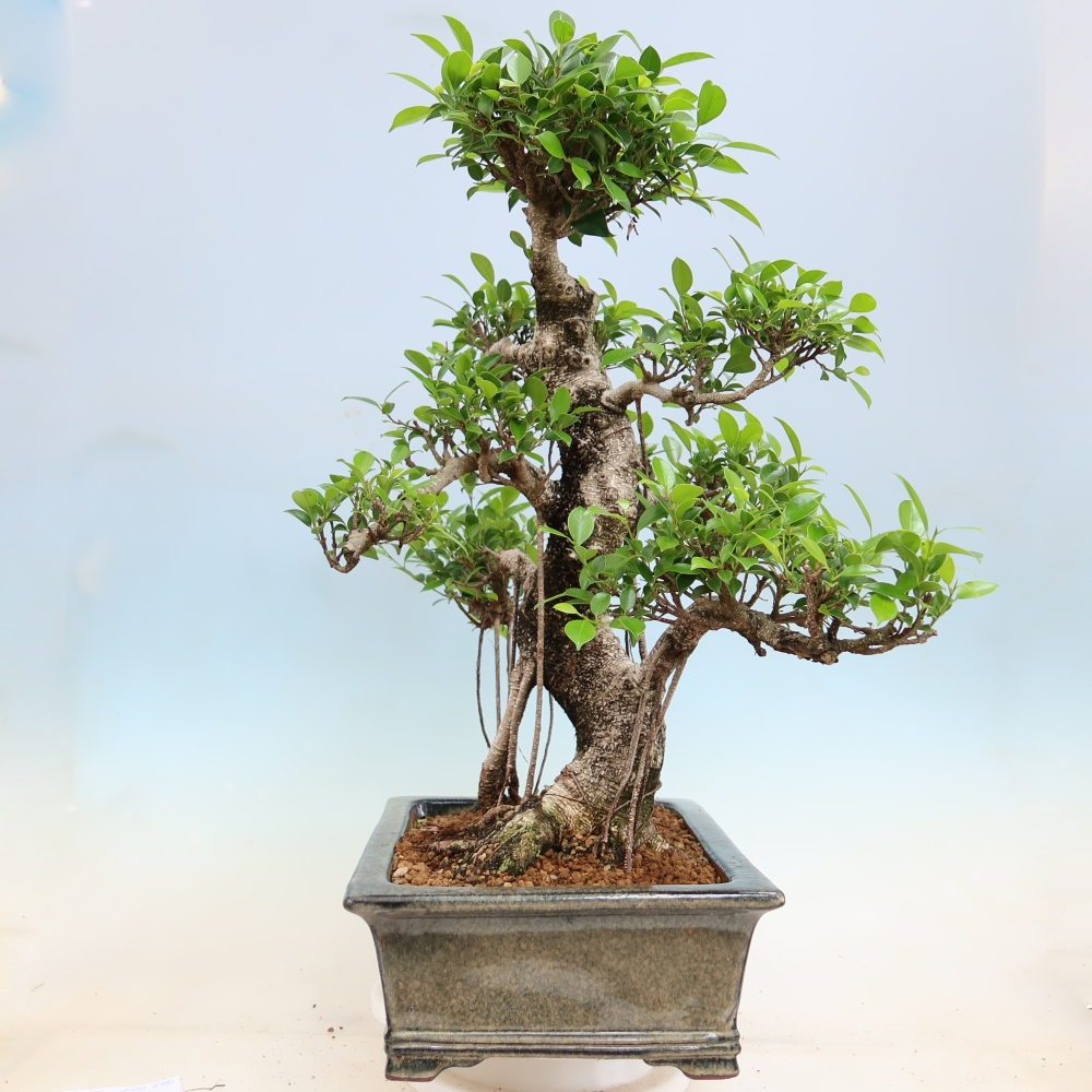 Zimmerbonsai - Ficus kimmen - Kleinblättriger Ficus