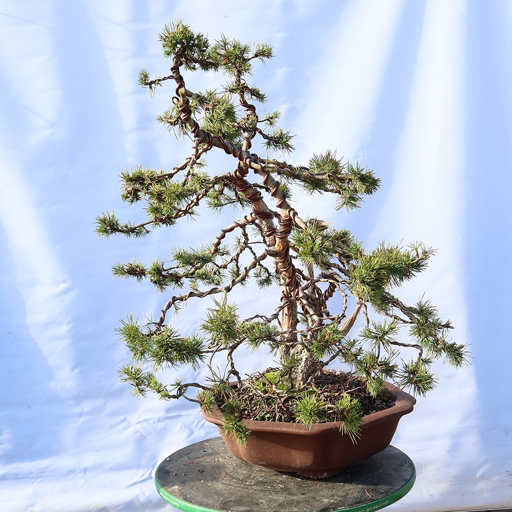 Pinus sylvestris Spanien – Waldkiefer