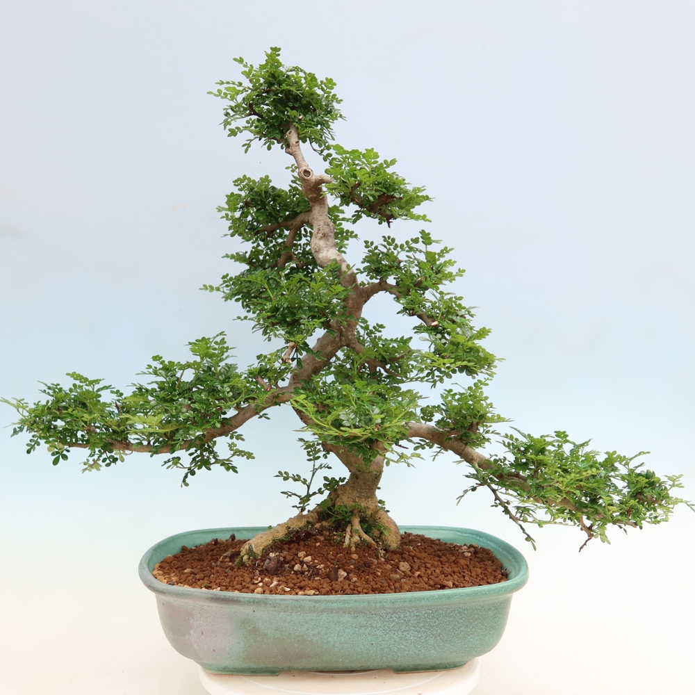 Zimmer Bonsai - Zantoxylum piperitum - Pfefferbaum