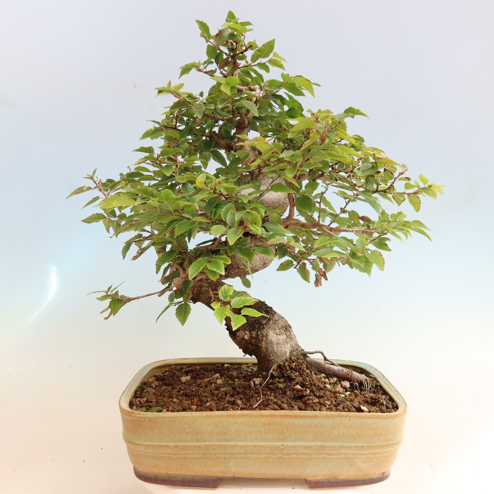 Bonsai für draußen -Carpinus CARPINOIDES - Koreanische Hainbuche
