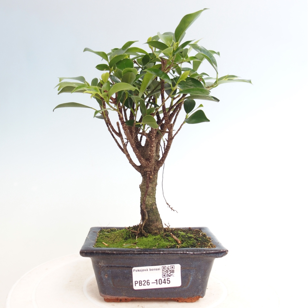 Zimmer Bonsai Ficus retusa kimmen