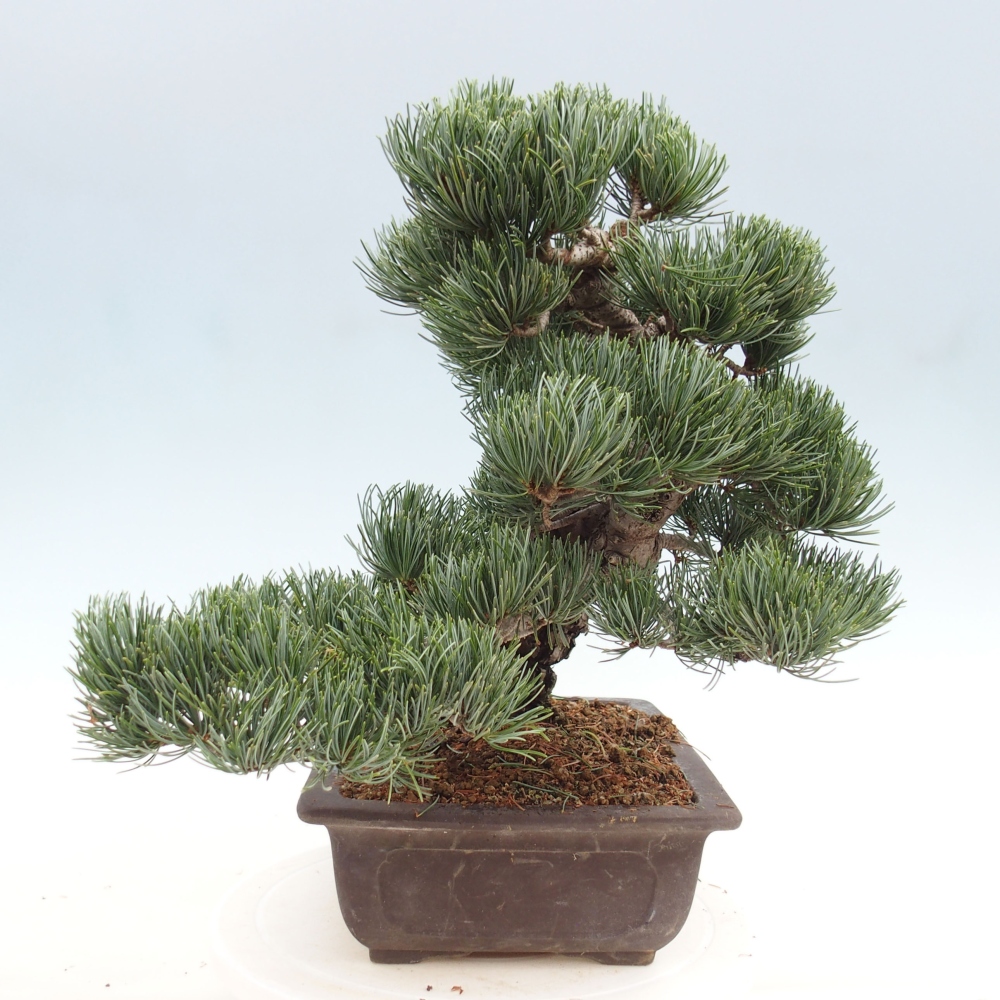 Bonsai für draußen - Pinus parviflora - Pinus parviflora