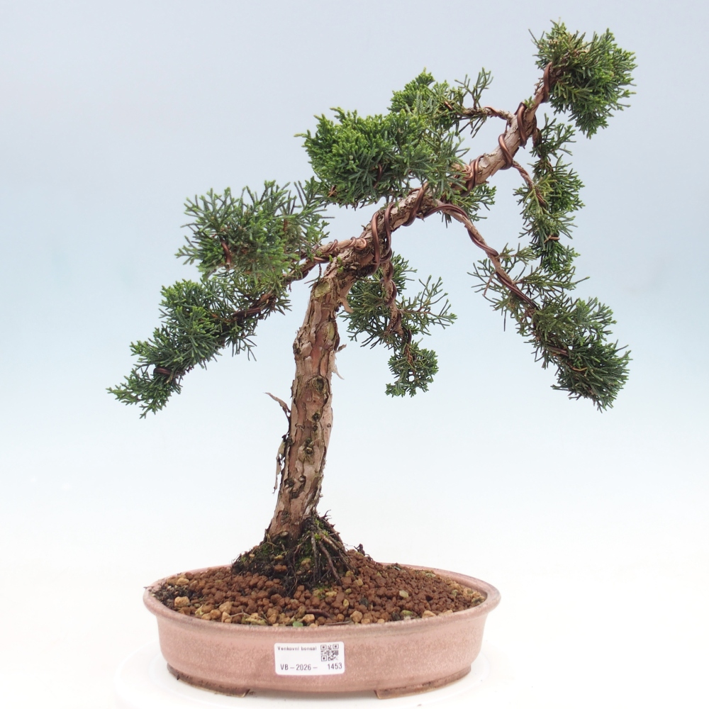 Bonsai für draußen - Juniperus chinensis Kishu