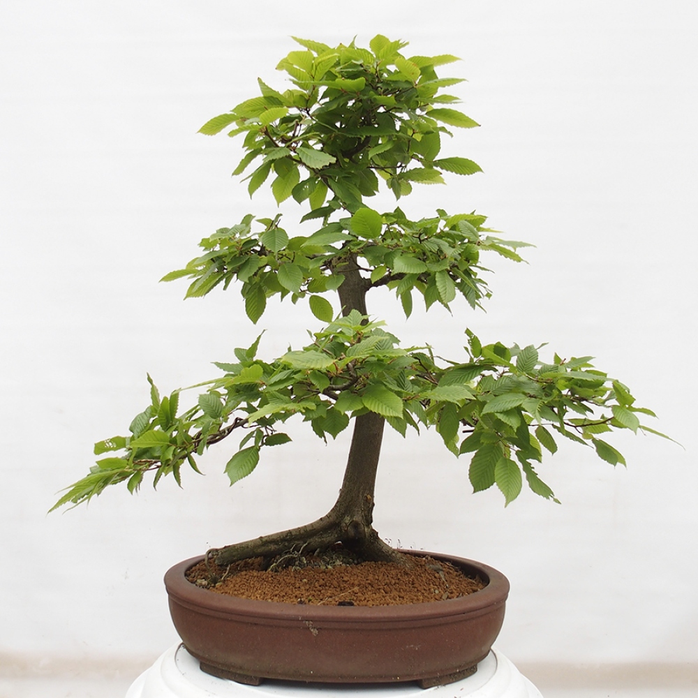 Bonsai für draußen - Hainbuche - Carpinus betulus