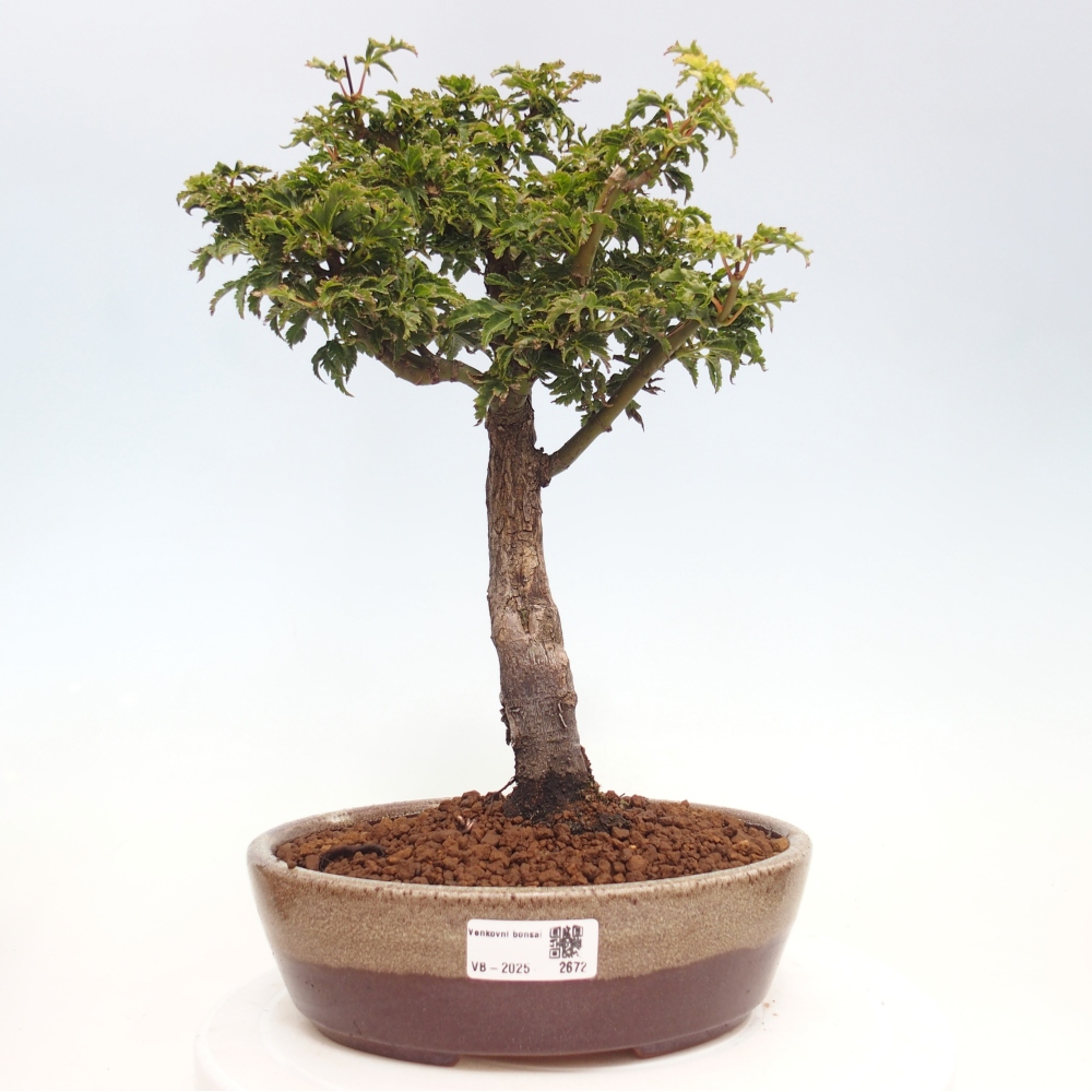 Bonsai für draußen -Javor-Palme Acer palmatum Shishigashira
