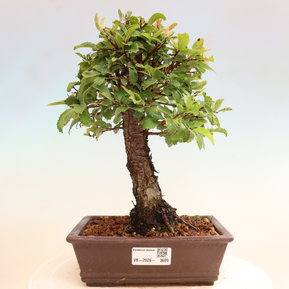 Bonsai für draußen - Zelkova - Zelkova NIRE