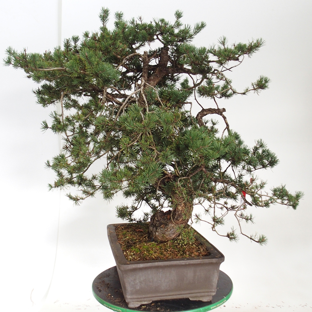Yamadori - Pinus sylvestris Spanien