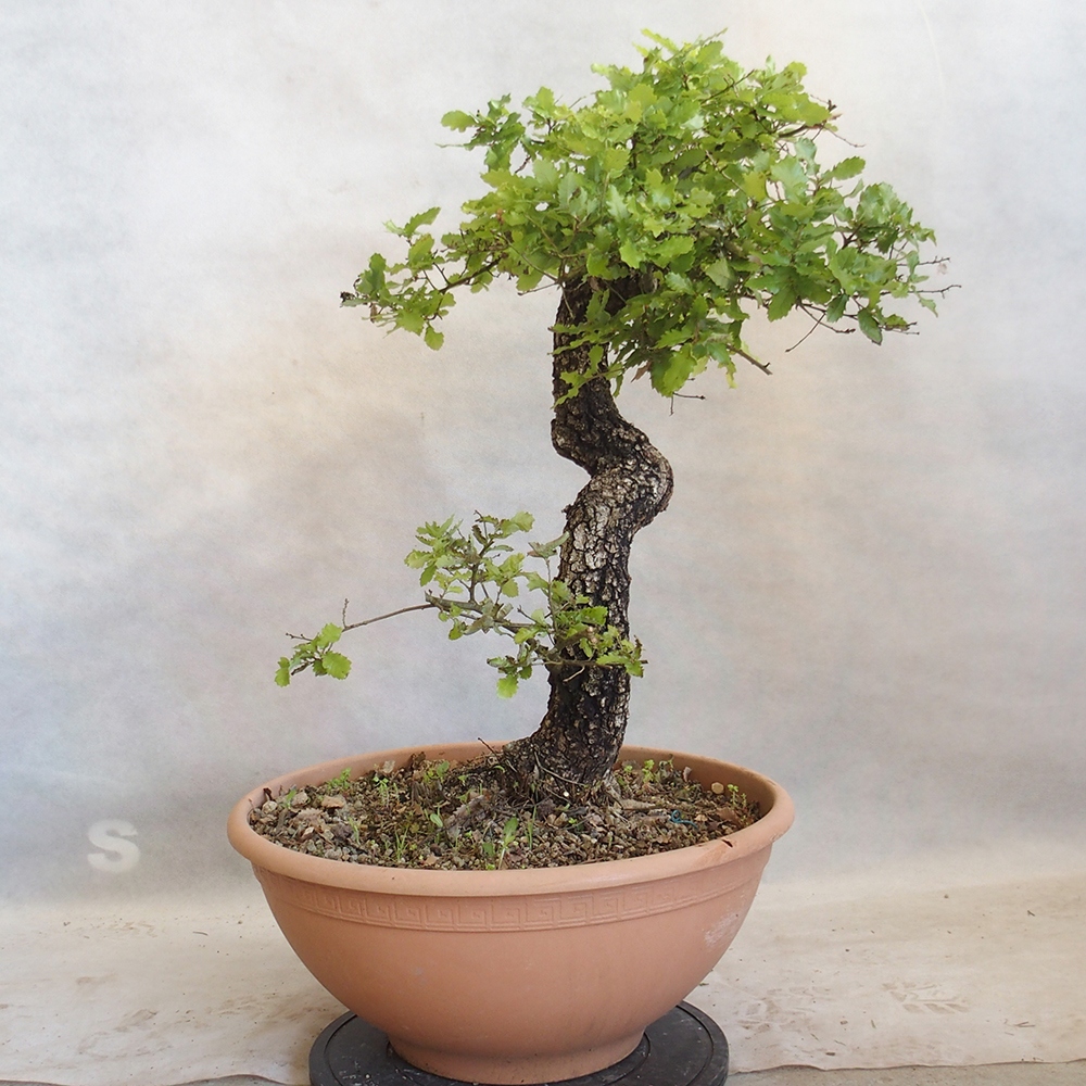 Außenbonsai Quercus Cerris - Eiche Cer