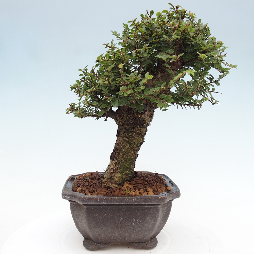 Bonsai für draußen - Ulmus parvifolia Hokkaido - Chinesische Ulme