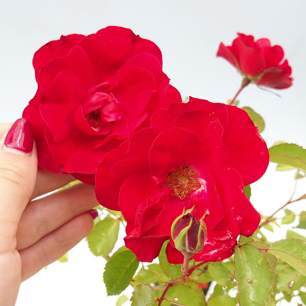 Bonsai für draußen - Rosa Kordes - Rose