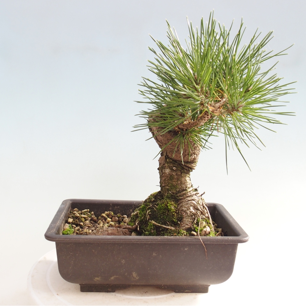 Bonsai für draußen - Pinus thunbergii - Thunberg-Kiefer