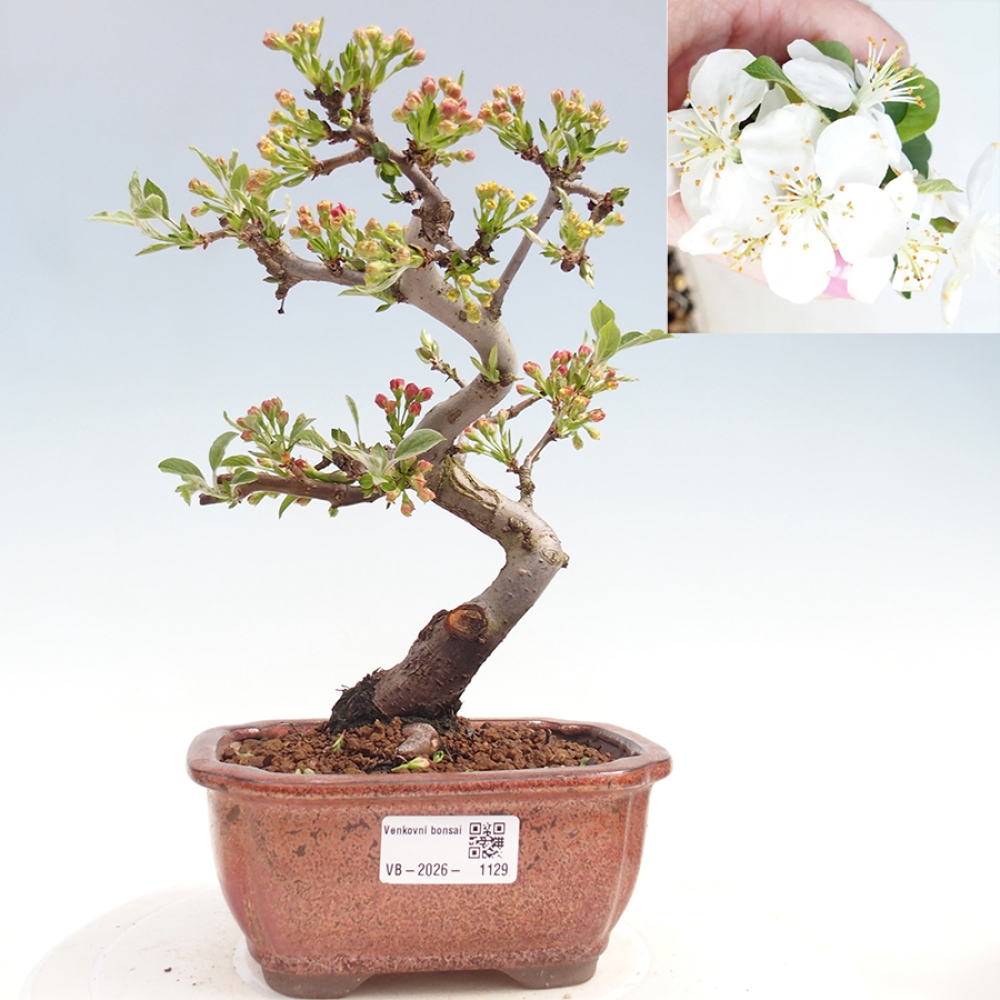 Outdoor Bonsai - Malus sargentii - Kleinfrüchtiger Apfelbaum