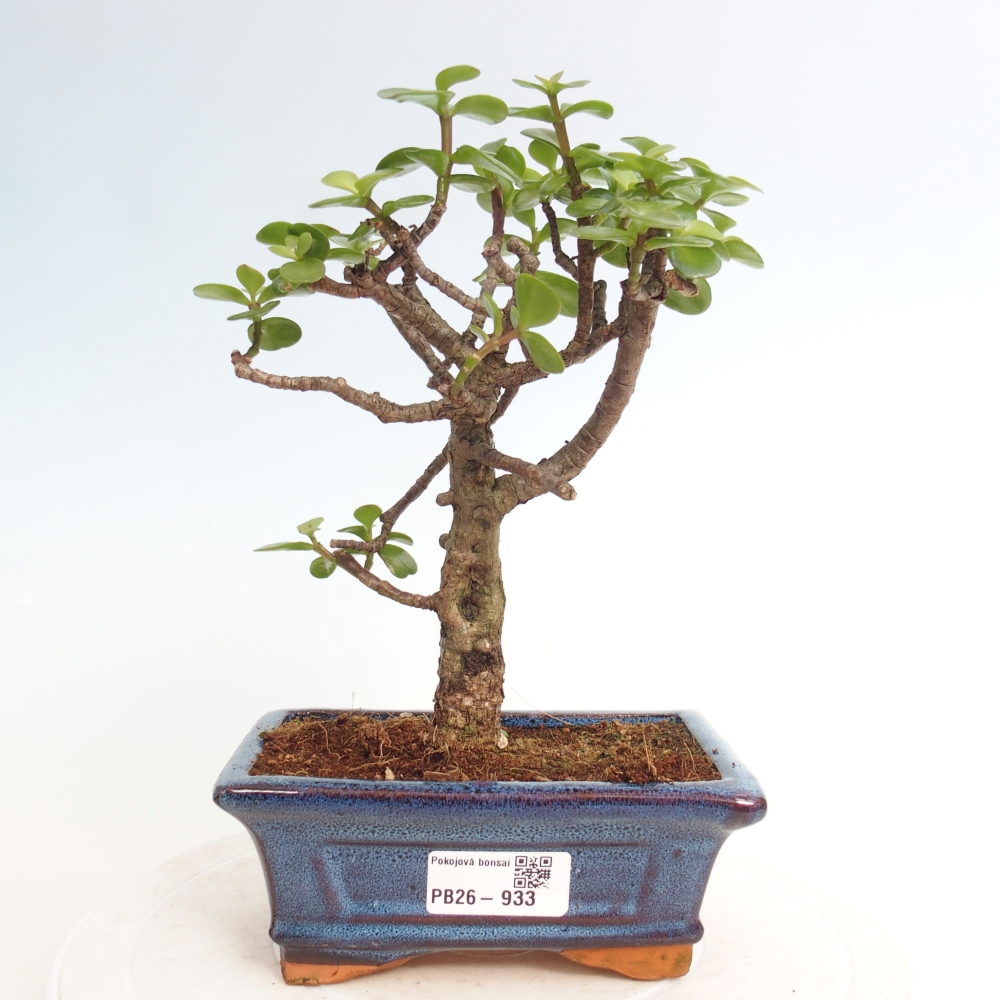 Zimmer Bonsai - Portulakaria Afra - Tlustice