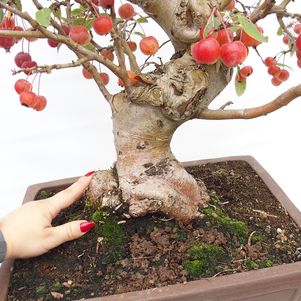 Outdoor-Bonsai -Malus halliana - Kleinfrüchtiger Apfelbaum