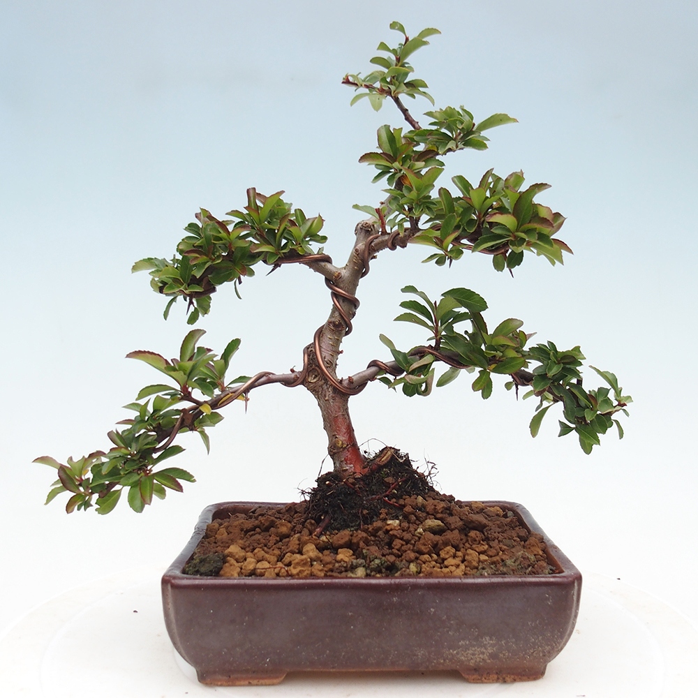 Freiland-Bonsai-Pyracantha Teton -Hlox