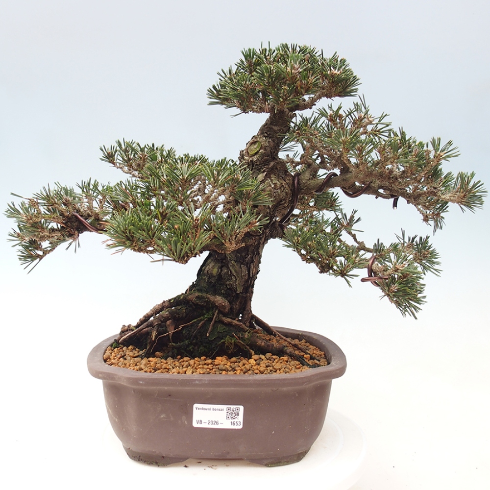 Bonsai für draußen - Pinus thunbergii Kotobuki - Thunberg-Kiefer