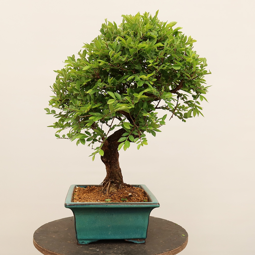 Bonsai für draußen - Zelkova - Zelkova NIRE
