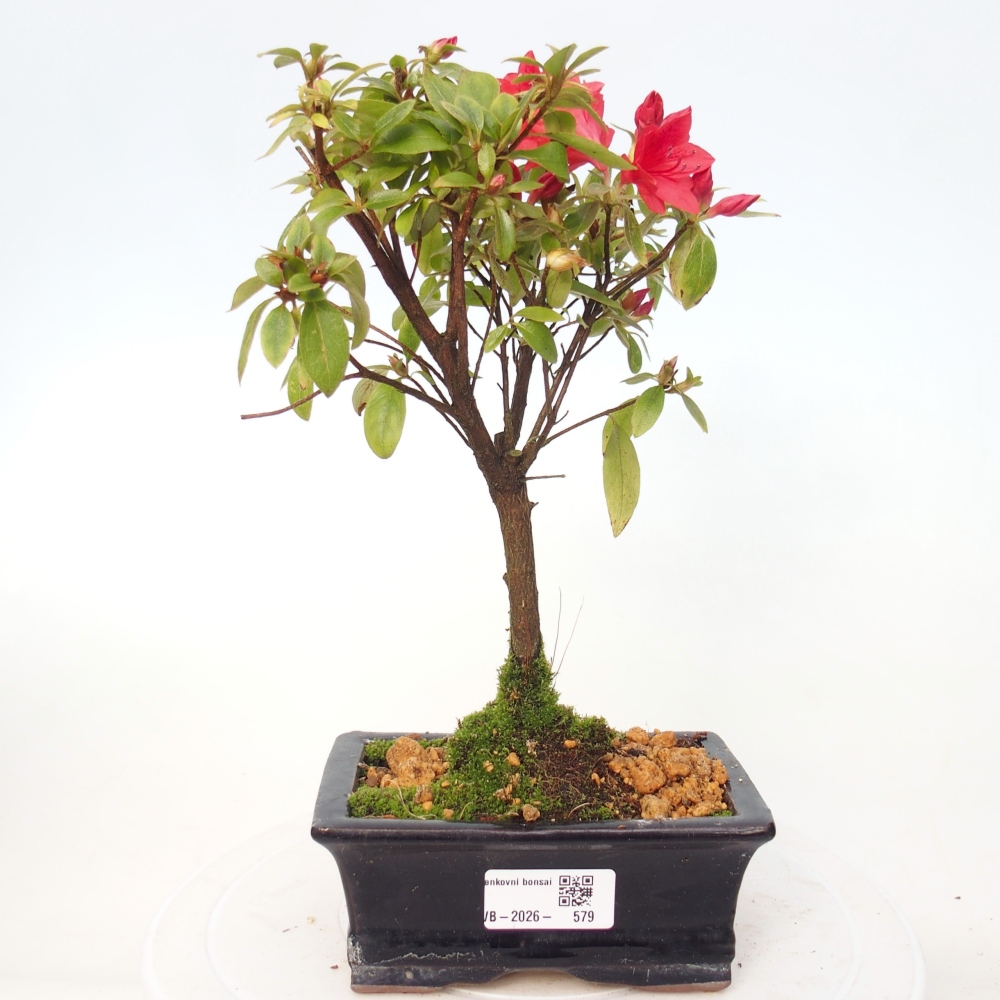 Bonsai für draußen - Japanische Azalee - Azalea sp.
