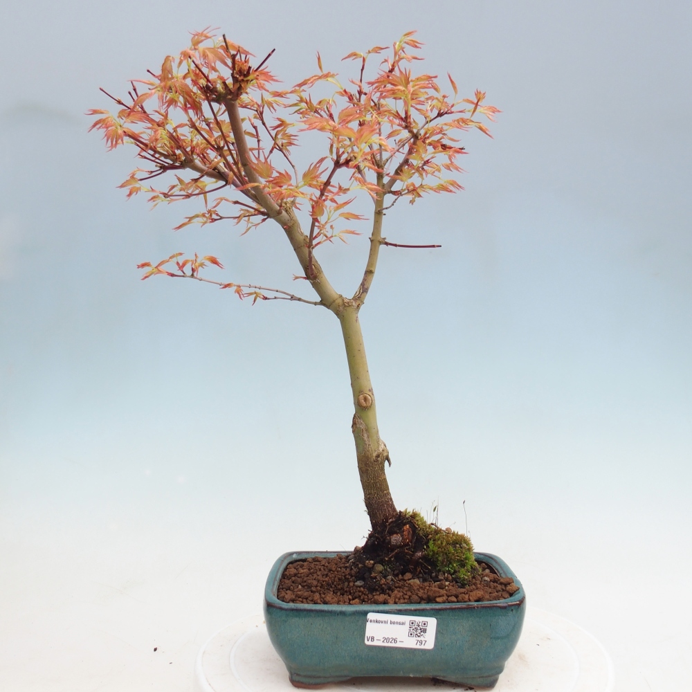 Spitzahorn - Acer palmatum Beni Tsukasa
