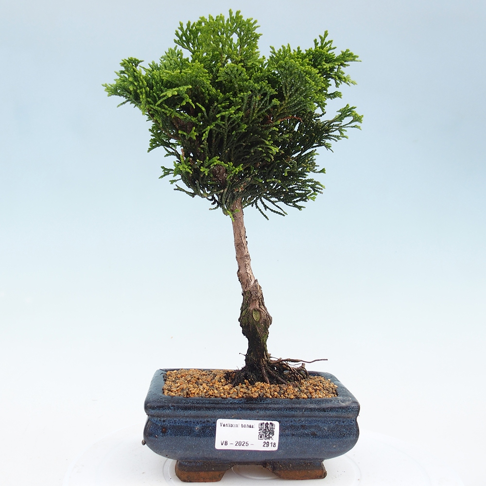 Bonsai für draußen - Cham.pis obtusa Nana Gracilis - Zypresse