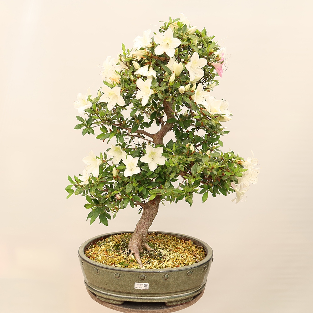 Bonsai für draußen - Japanische Azalee - Azalee Hand