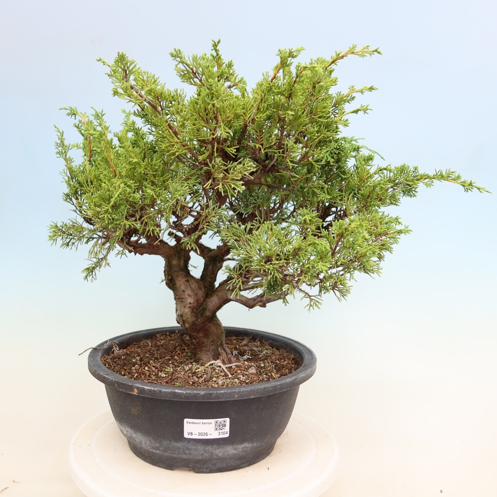 Bonsai für draußen - Juniperus chinensis Itoigawa-Juniperus chinensis