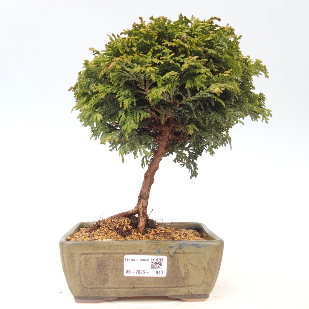 Bonsai für draußen - Cham.pis Parslori - Zypresse