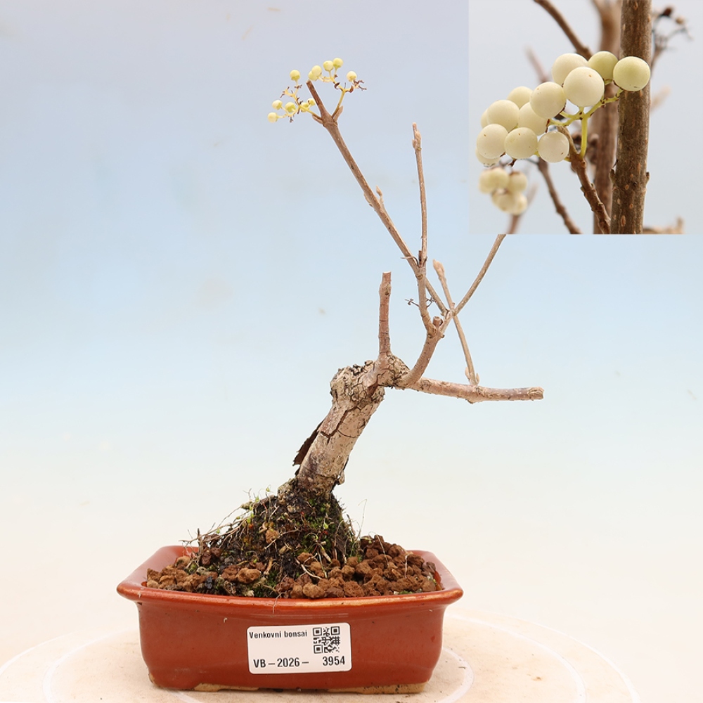 Bonsai für den Außenbereich – Callicarpa bodinieri „Snowqueen“ – Schönfrucht