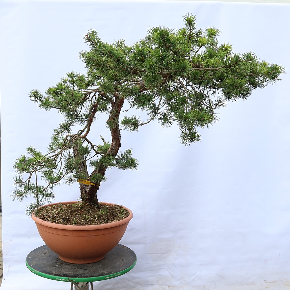 Pinus sylvestris Spanien – Waldkiefer
