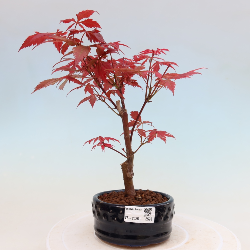 Bonsai für draußen - Acer-Palme. Atropurpureum-Javor palmate