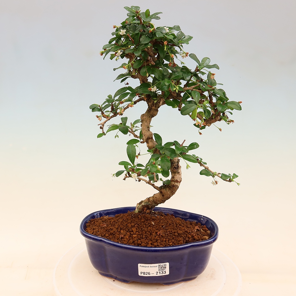 Zimmer-Bonsai - Carmona macrophylla - Tee-Fuki