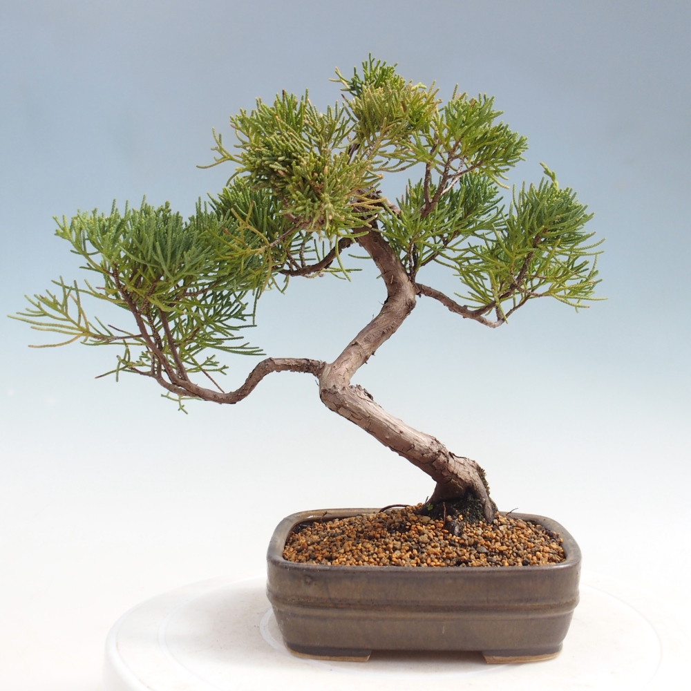 Bonsai für draußen - Juniperus chinensis Kishu