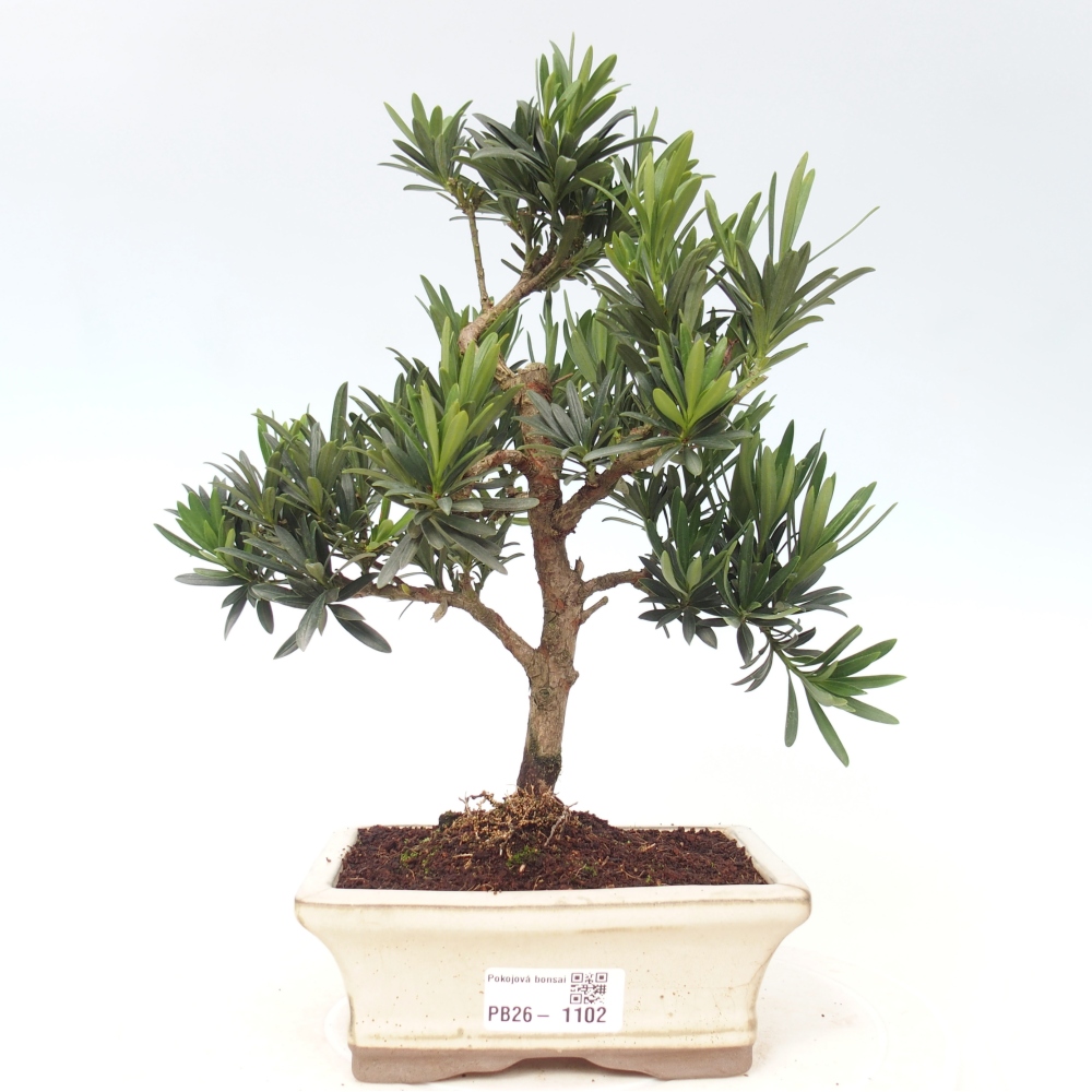 Zimmerbonsai - Podocarpus - Stein-Eibe
