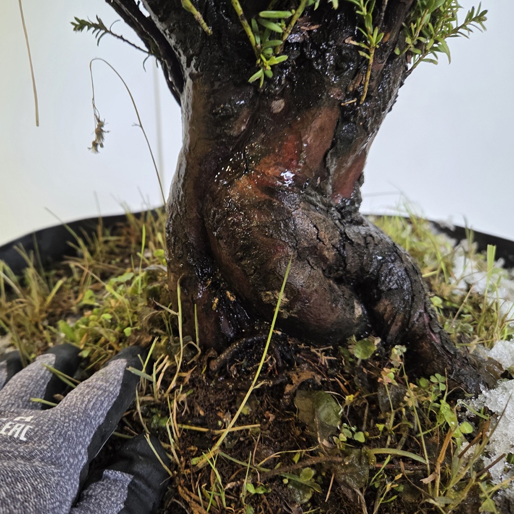 Freiland-Bonsai Japanische Eibe - Taxus cuspidata