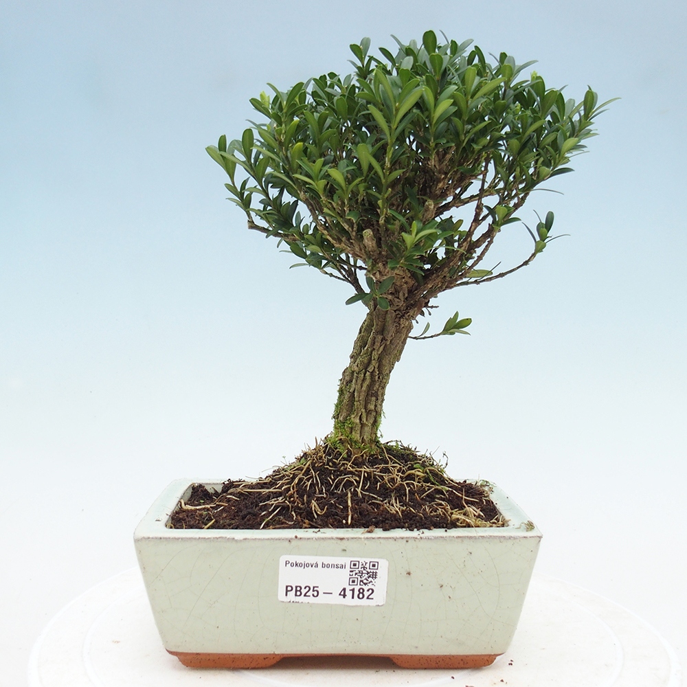 Zimmer Bonsai - Buxus harlandii - Korkbuxus