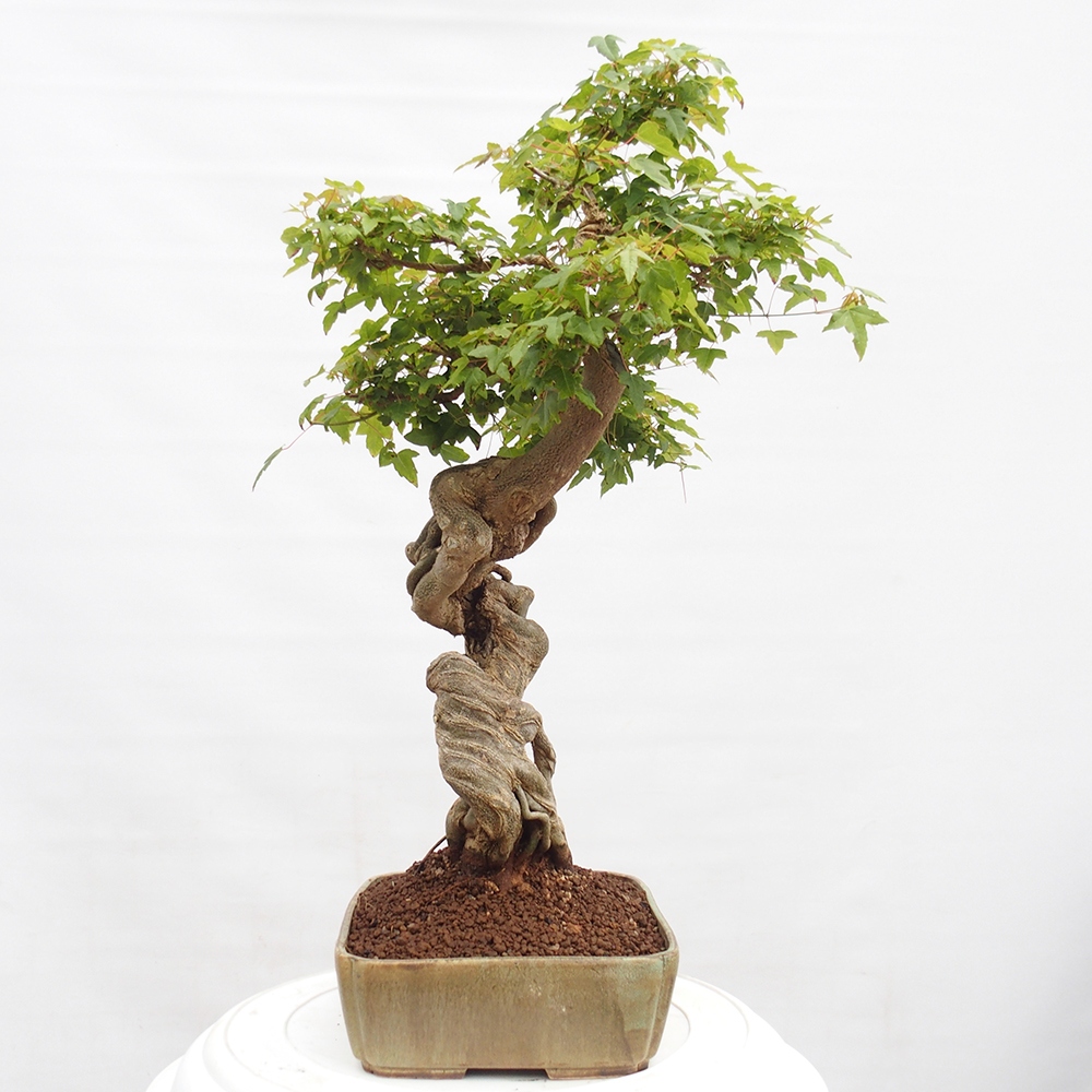 Bonsai für draußen - Acer Buergerianum - Bergahorn