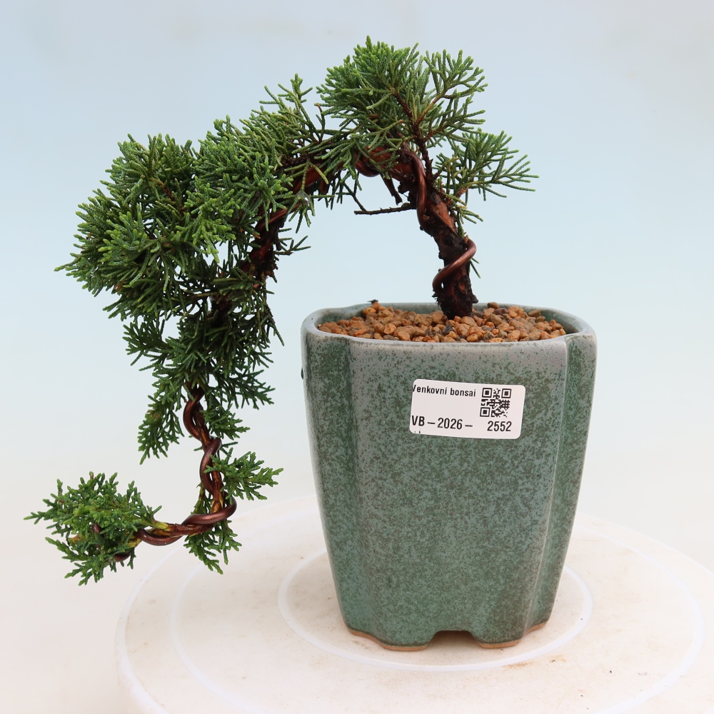 Bonsai für draußen - Juniperus chinensis Kishu