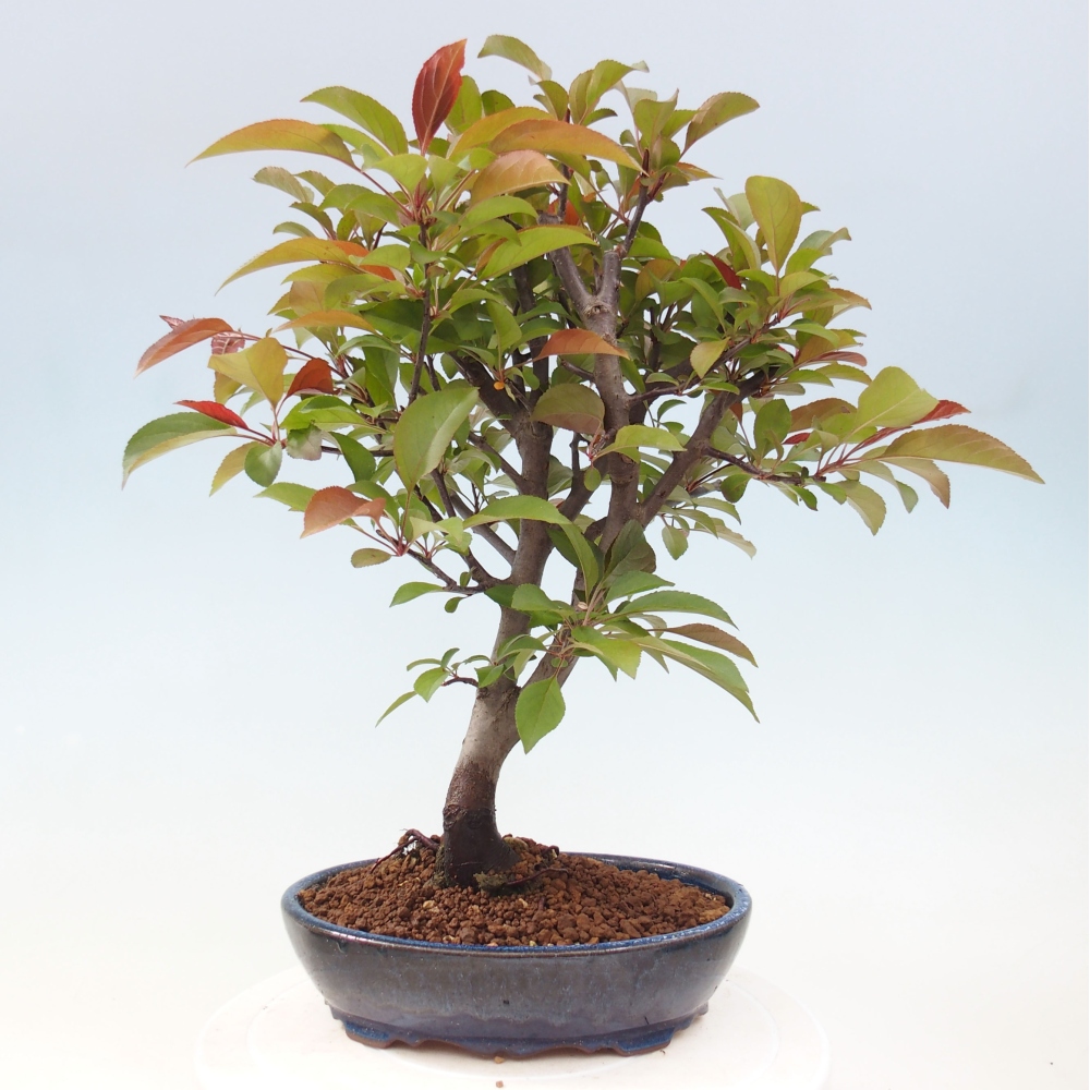 Outdoor-Bonsai -Malus domestica - Kleinfrüchtiger rotblättriger Apfelbaum