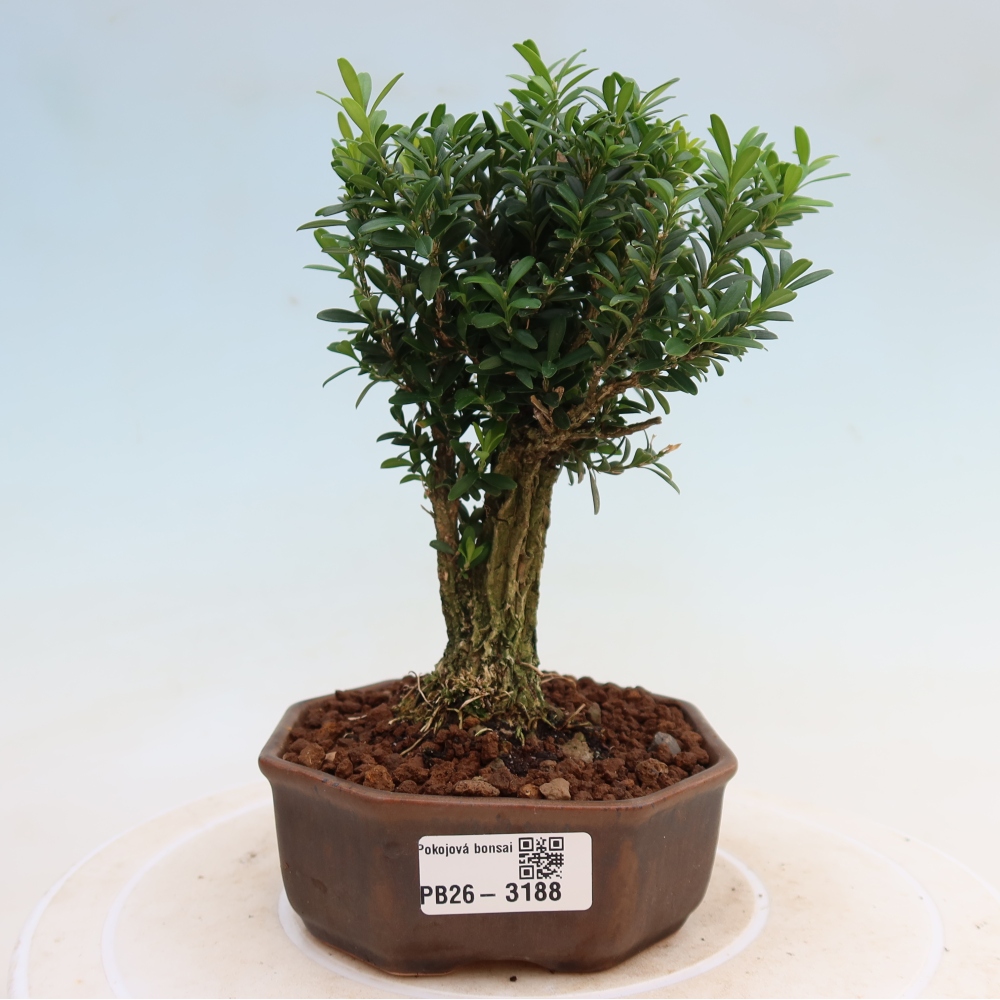 Zimmer Bonsai - Buxus harlandii - Korkbuxus