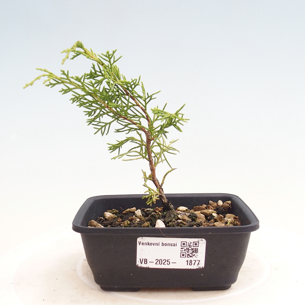 Bonsai für draußen - Juniperus chinensis Itoigawa