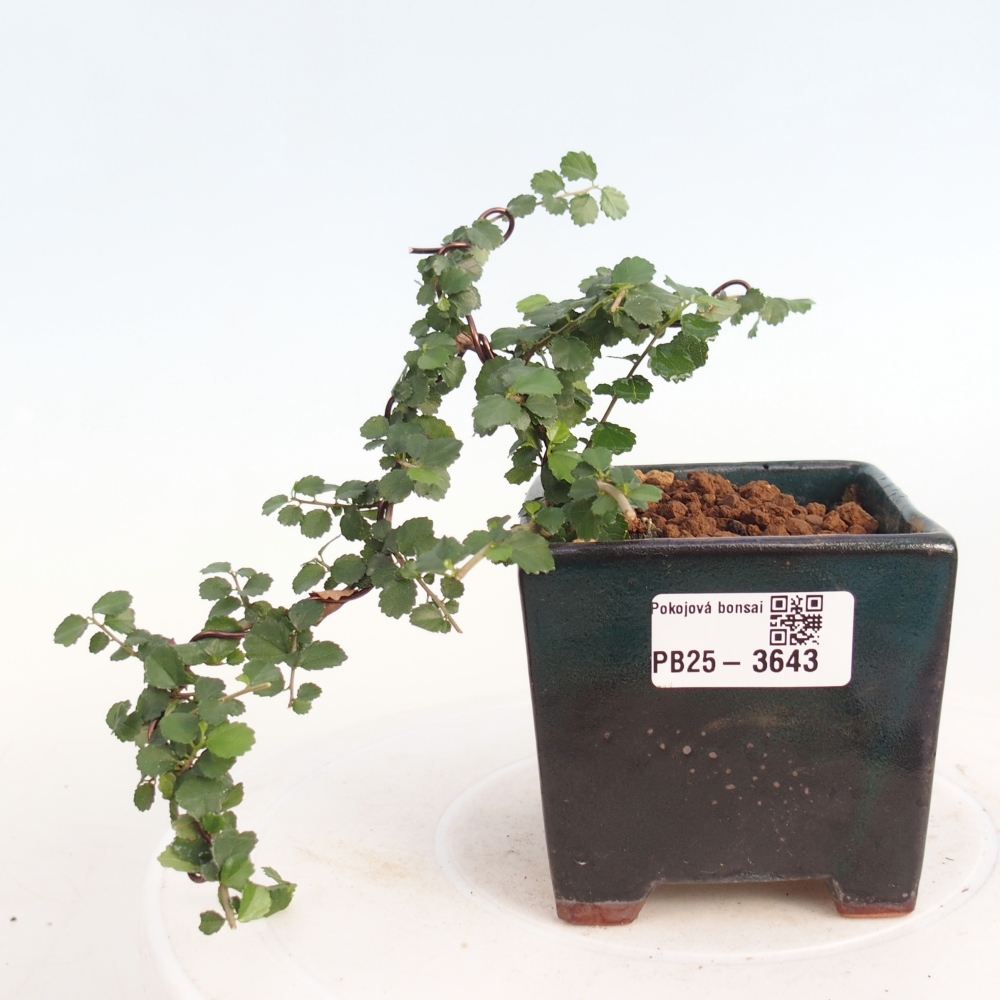 Zimmerbonsai - Grewia sp. - Grewia malafolia