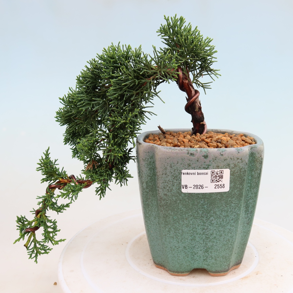 Bonsai für draußen - Juniperus chinensis Kishu