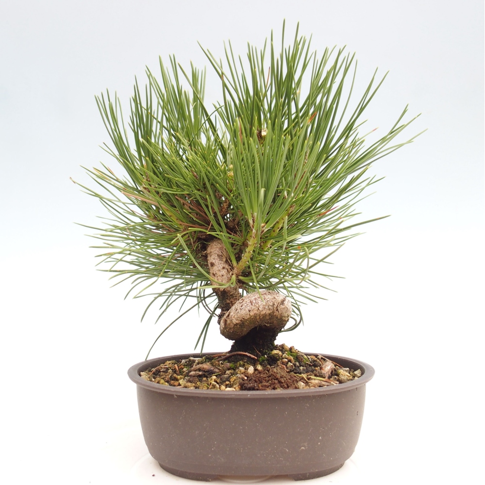 Bonsai für draußen - Pinus thunbergii - Thunberg-Kiefer