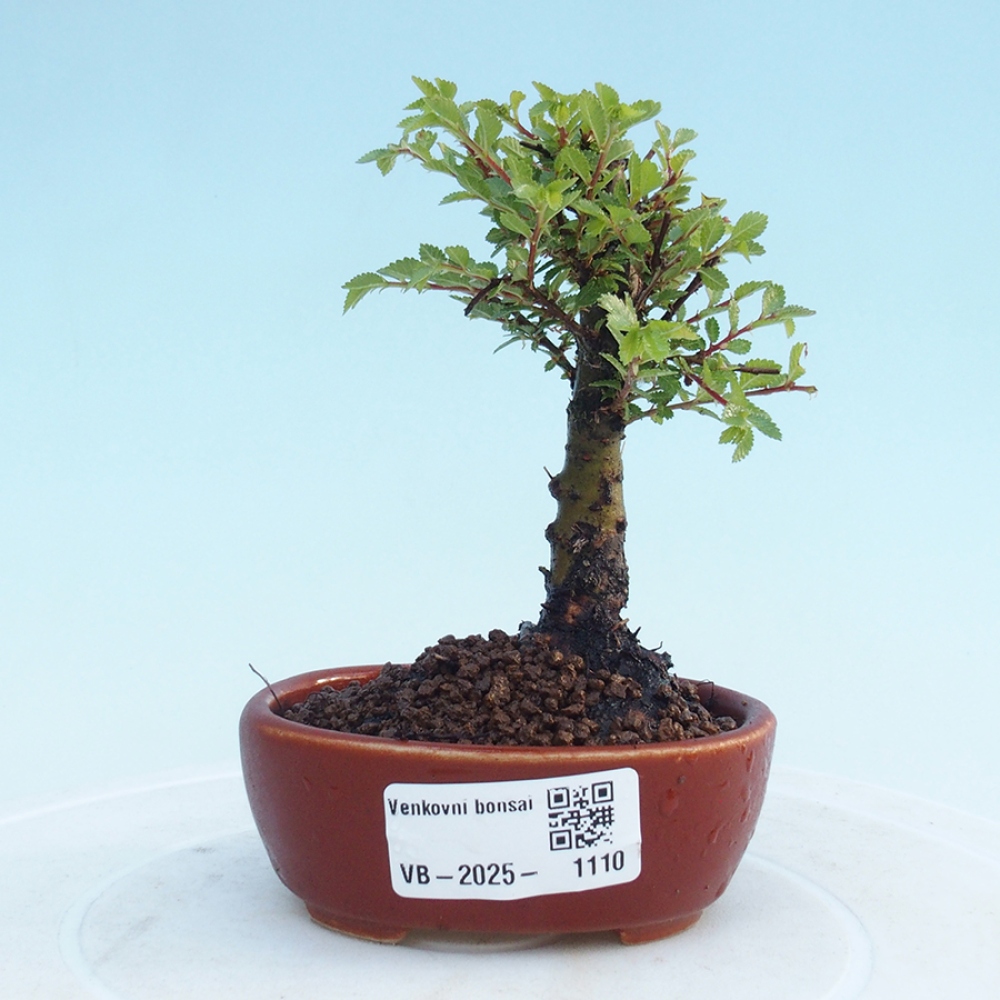 Bonsai für draußen - Ulmus parvifolia Sagei - Kleinblättrige Ulme