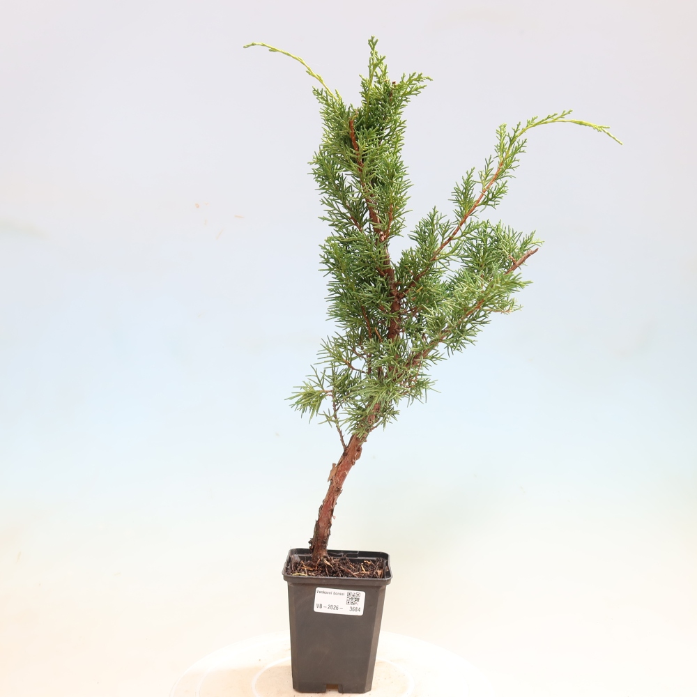 Bonsai für draußen - Juniperus chinensis Kishu