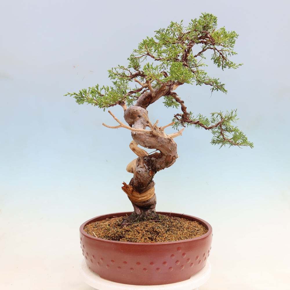 Bonsai für draußen - Juniperus chinensis Itoigawa-Juniperus chinensis