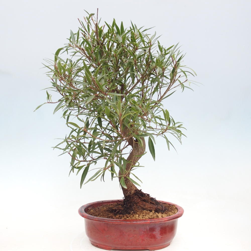 Zimmerbonsai - Ficus nerifolia - Kleinblättriger Ficus