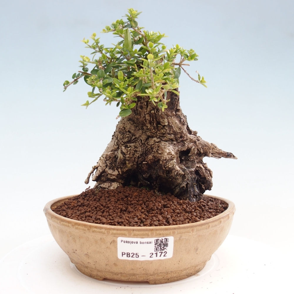 Zimmerbonsai - Olea europaea sylvestris