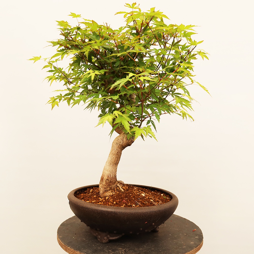 Bonsai für draußen - Ahorn palmatum - Palmen