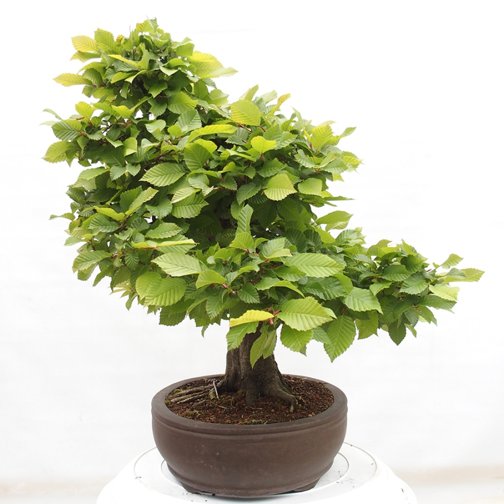 Bonsai für draußen - Hainbuche - Carpinus betulus